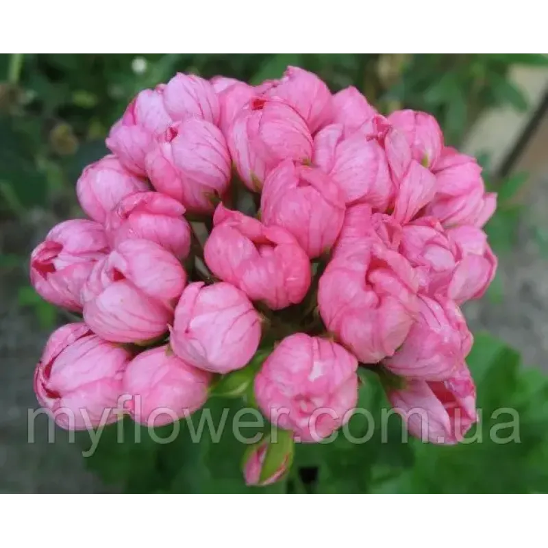 Пеларгонія Pink Pandora
