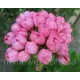 Пеларгонія Pink Pandora
