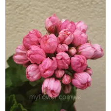 Пеларгонія Pink Pandora