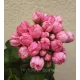 Пеларгонія Pink Pandora
