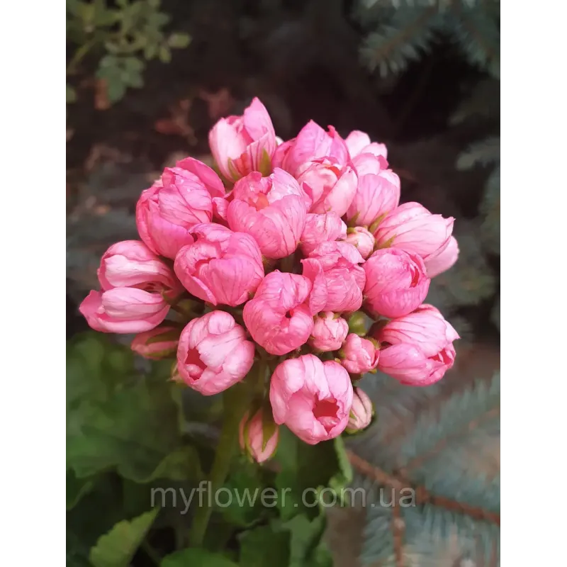 Пеларгонія Pink Pandora