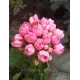 Пеларгонія Pink Pandora