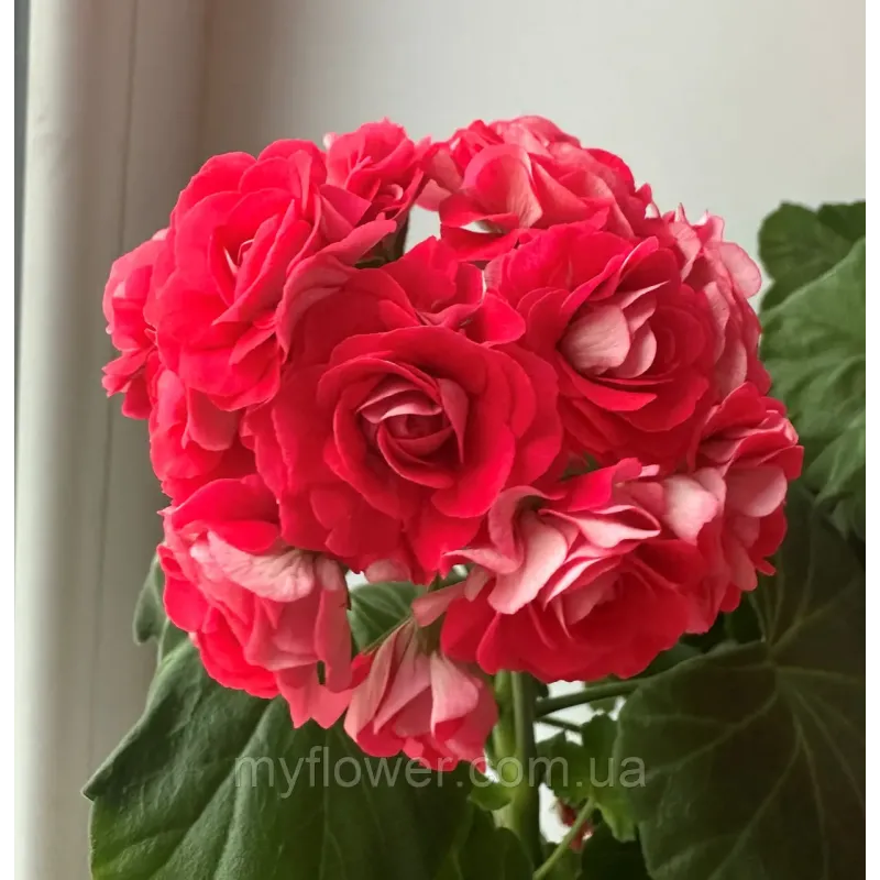 Розебудна пеларгонія Pink Rambler