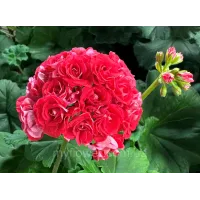 Розебудна пеларгонія Pink Rambler