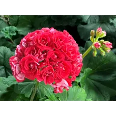 Розебудна пеларгонія Pink Rambler
