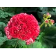 Розебудна пеларгонія Pink Rambler
