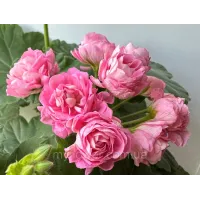 Пеларгонія Princess Philippa