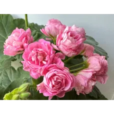 Пеларгонія Princess Philippa