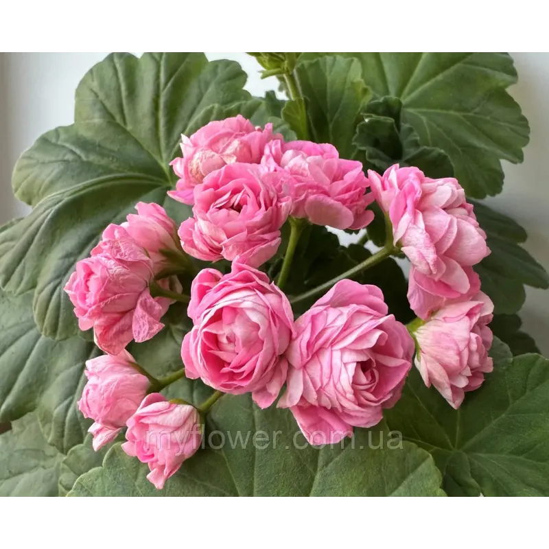 Пеларгонія Princess Philippa