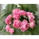 Пеларгонія Princess Philippa