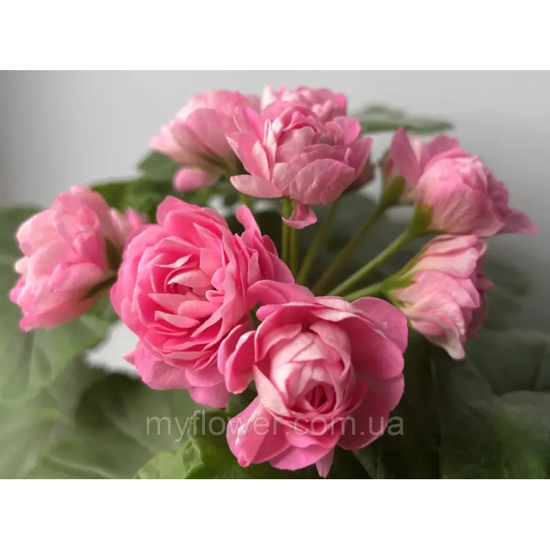 Пеларгонія Princess Philippa