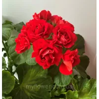 Пеларгонія Summer Rose Tina