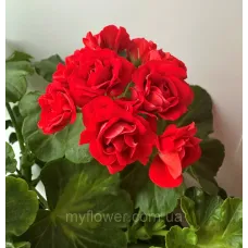 Пеларгонія Summer Rose Tina