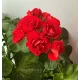 Пеларгонія Summer Rose Tina