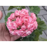Розебудна пеларгонія Swanland Pink - Australien Pink Rosebud
