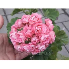 Розебудна пеларгонія Swanland Pink - Australien Pink Rosebud