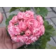Розебудная пеларгония Swanland Pink - Australien Pink Rosebud