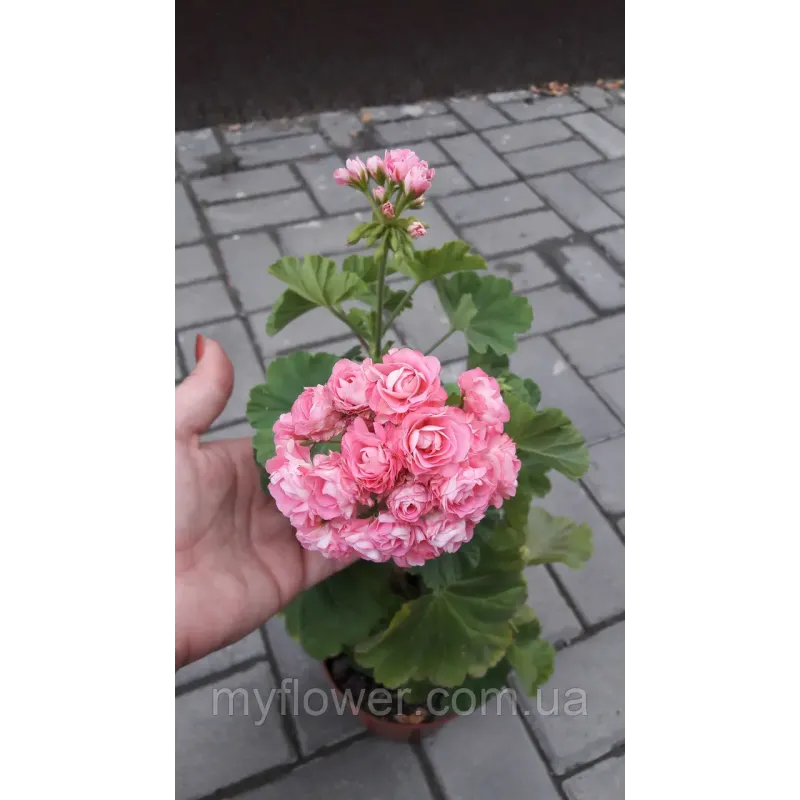 Розебудная пеларгония Swanland Pink - Australien Pink Rosebud