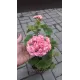 Розебудная пеларгония Swanland Pink - Australien Pink Rosebud