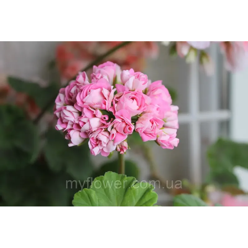 Розебудная пеларгония Swanland Pink - Australien Pink Rosebud
