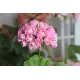 Розебудная пеларгония Swanland Pink - Australien Pink Rosebud