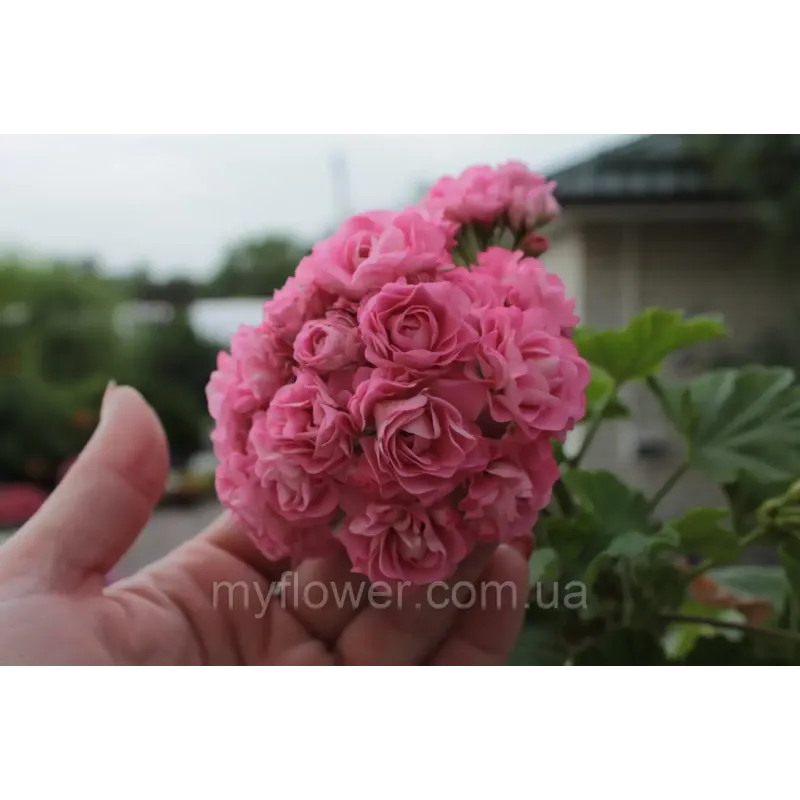 Розебудная пеларгония Swanland Pink - Australien Pink Rosebud