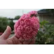 Розебудная пеларгония Swanland Pink - Australien Pink Rosebud