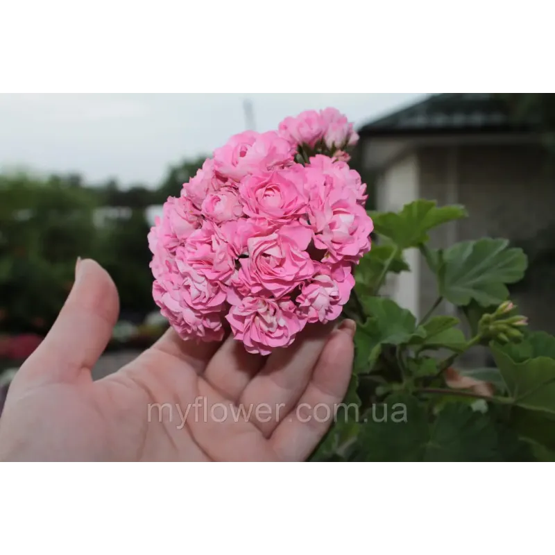 Розебудная пеларгония Swanland Pink - Australien Pink Rosebud