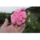 Розебудная пеларгония Swanland Pink - Australien Pink Rosebud