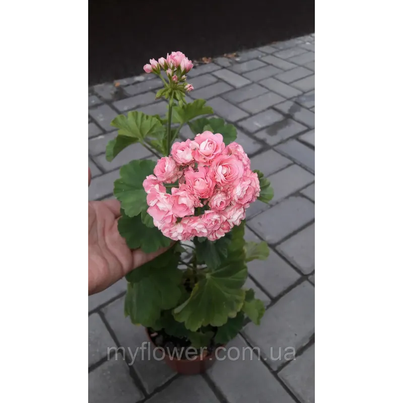 Розебудная пеларгония Swanland Pink - Australien Pink Rosebud