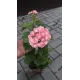 Розебудная пеларгония Swanland Pink - Australien Pink Rosebud