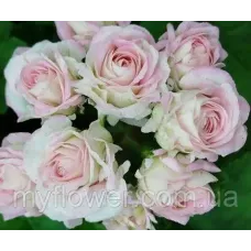 Розебудна пеларгонія Царська Наречена