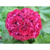 Розебудная пеларгония Ungarisk Appleblossom Rosebude