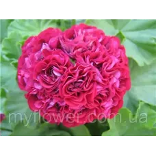 Розебудна пеларгонія Ungarisk Appleblossom Rosebude