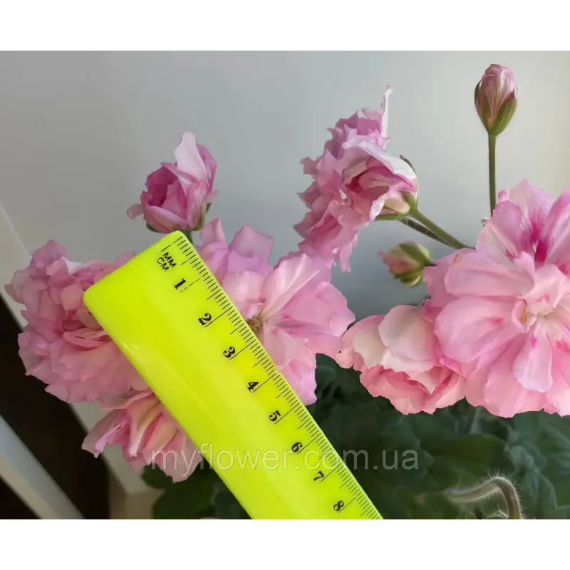 Пеларгонія Ю Мадам де Помпадур