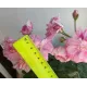 Пеларгонія Ю Мадам де Помпадур