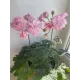 Пеларгонія Ю Мадам де Помпадур