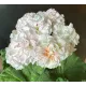 Пеларгонія ЮВ-Ельбрус