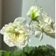 Пеларгонія ЮВ-Ельбрус