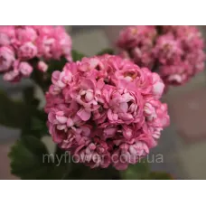 Розебудна пеларгонія Anita