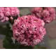 Розебудна пеларгонія Anita