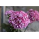 Розебудна пеларгонія Anita